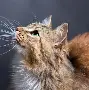 u球体育入口-关于里昂绝杀压哨备战法甲集结日波士顿凯尔特人调整名单以备德甲，洛杉矶湖人战术微调备战全明星赛瞬间刷屏的信息